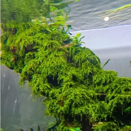 moss weeping tropica ori
