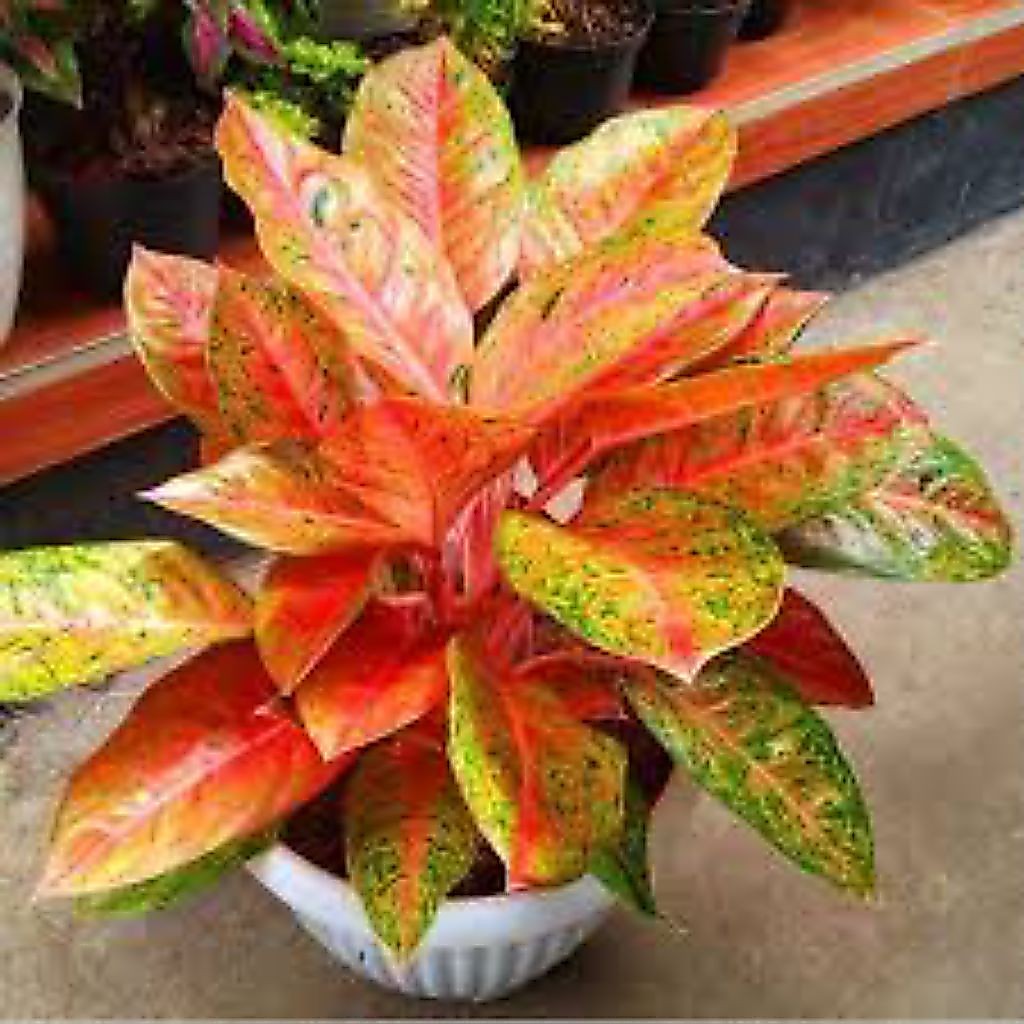 aglonema bigroy ukuran indukan
