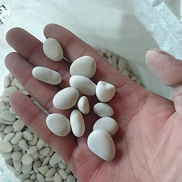 NEW 1kg batu putih kupang/Batu koral putih/batu taman/Batu hias coral putih paling kecil 1 kg /Batu 