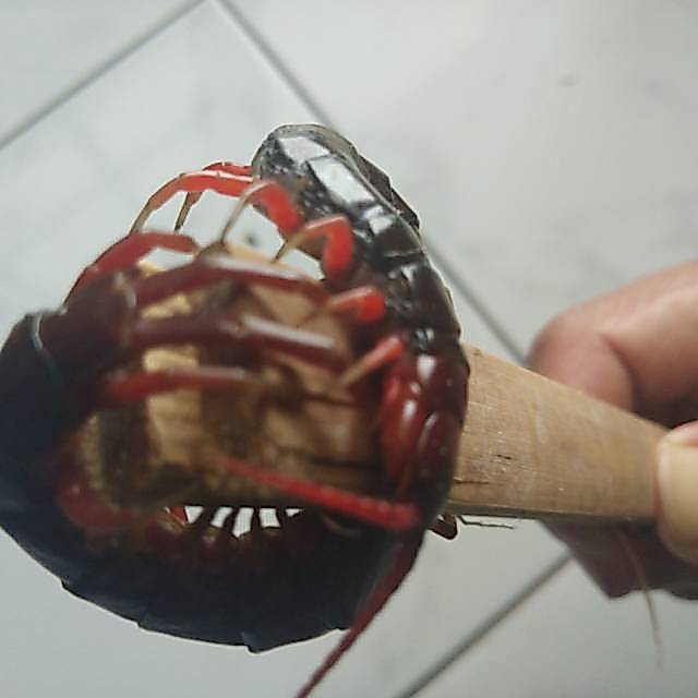 Kelabang lipan merah garansi hidup sampai alamat