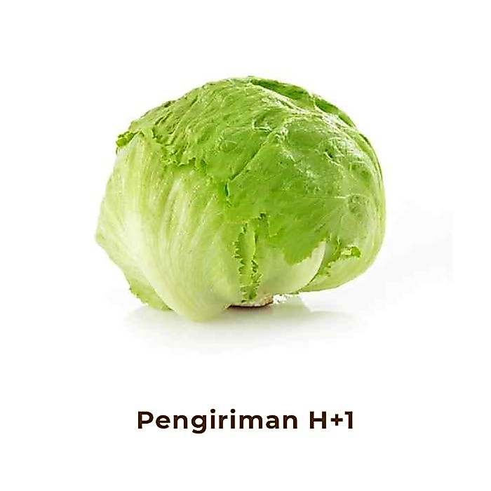 Lettuce Segar / Iceberg Lettuce