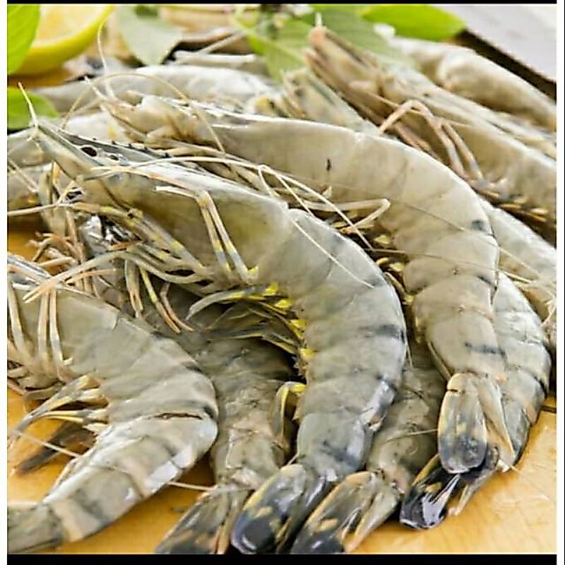 Udang Vaname Segar 500gr