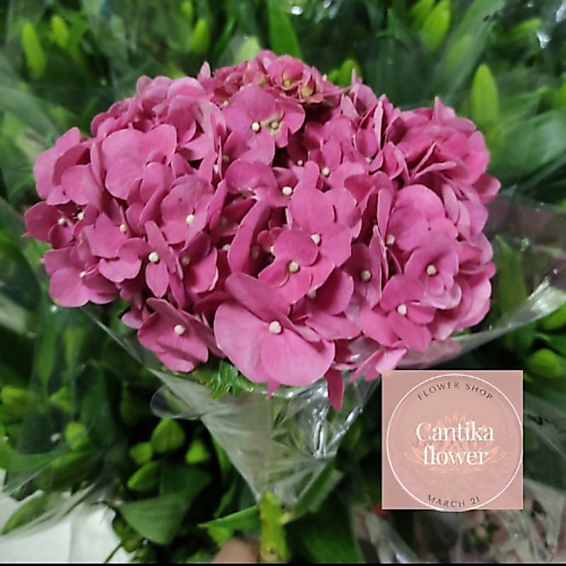 bunga hortensia semi import pink