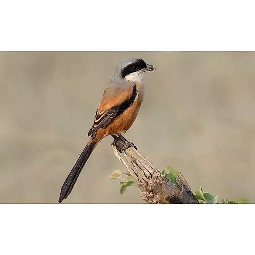 Burung Pentet Jatim