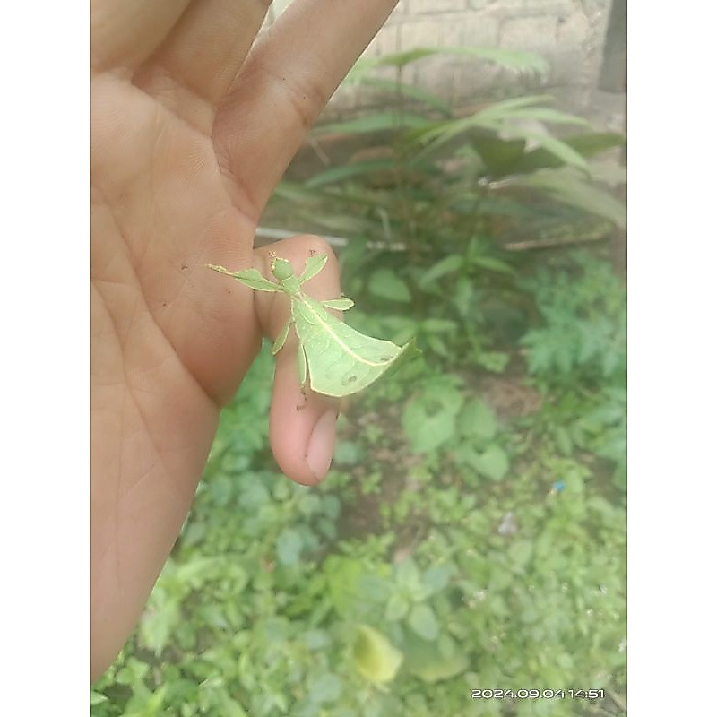 Belalang daun hidup betina