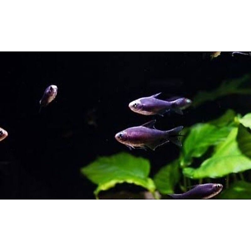 BLACK EMPEROR TETRA PAKETAN 10E