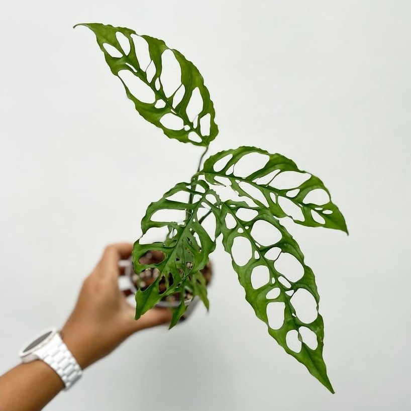 Monstera Obliqua Peru Asli / Monstera Obliqua Original
