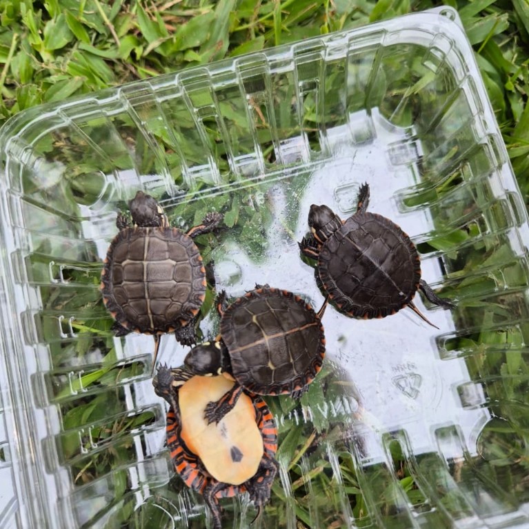 PELET MAKANAN PICTA PICTA GRADE A TERNAK SENDIRI SEHAT RAKUS NO MINUS GARANSI