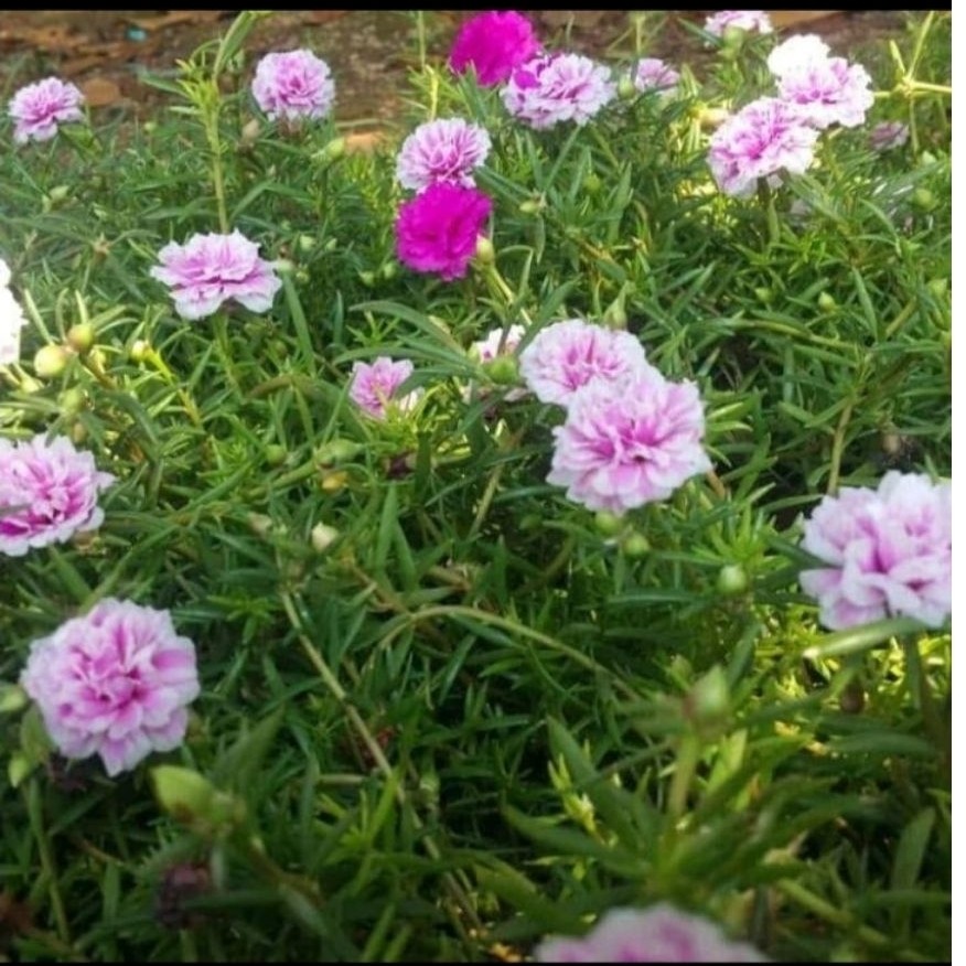 PROMO TANAMAN HIAS KROKOT BOMBAI BUNGA TUMPUK WARNA PINK - KROKOT BOMBAI BUNGA WARNA PINK TERLARIS