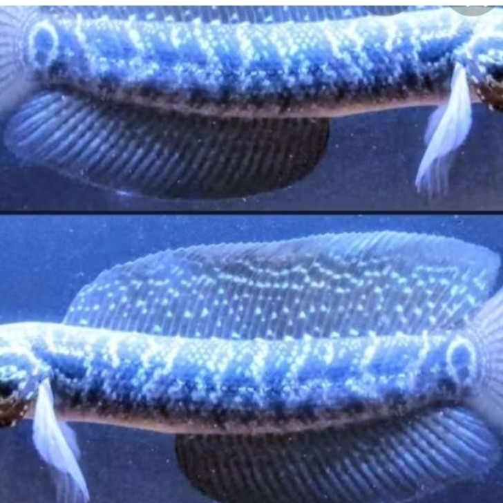 Ikan Asiatica Gondrong WS 16 -20 cm - Lincah, Sehat, Siap untuk Aquarium