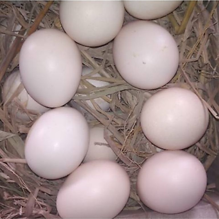 paket hemat 5 telur ayam fertil kate serama petarung atau hiasannya dan cocok untuk peranak