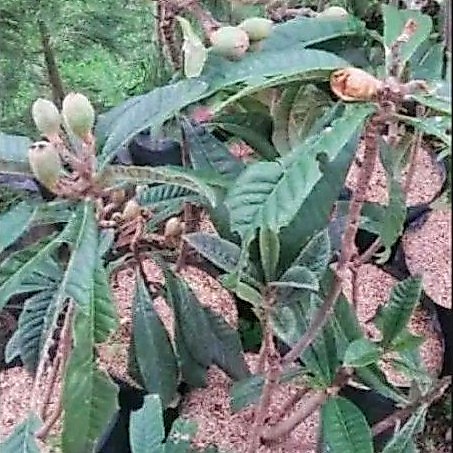 Tanaman Bibit Buah Leci Biwa Berbuah - Leci Biwa Siap Panen