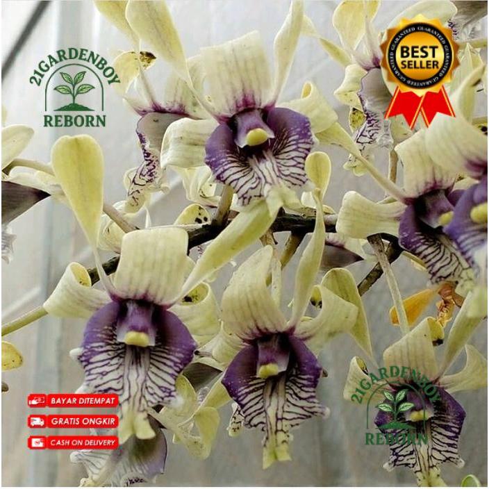 (BISA COD) Anggrek Dendrobium Edfrans Charming PraRemaja