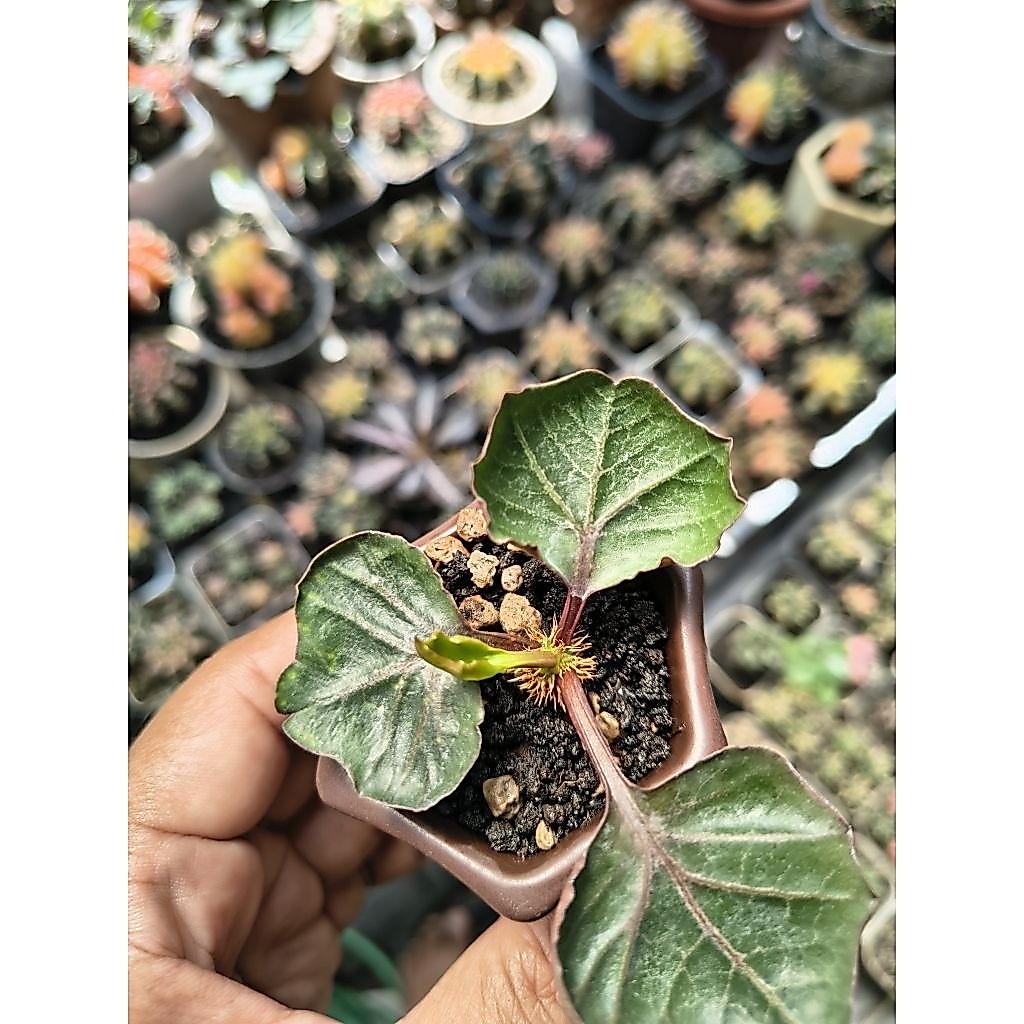 Euphorbia Francoisii Hybrid Maple Small