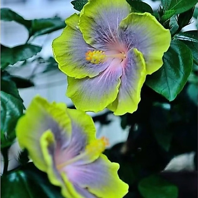 PROMO Tanaman Hias Hibiscus Bunga Sepatu Bangkok Import