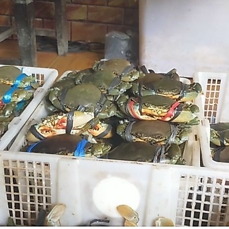 kepiting bertelur