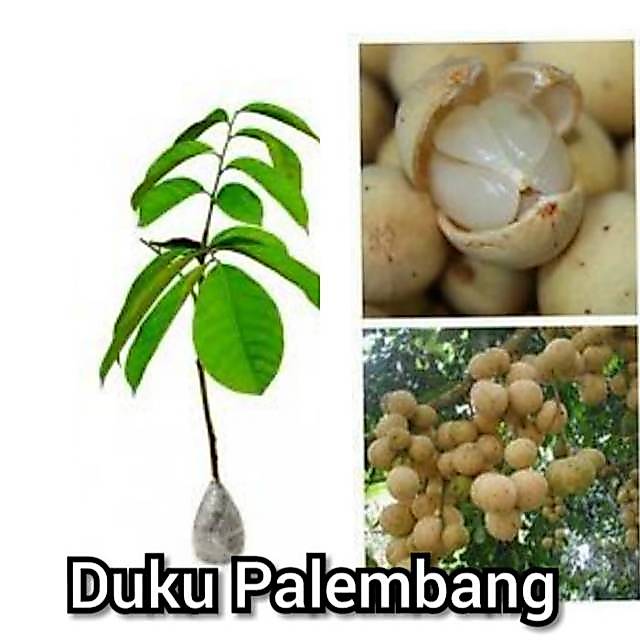 Bibit Duku Palembang Paling Manis