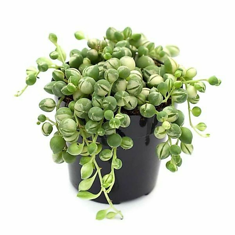 KAKTUS tasbih variegata