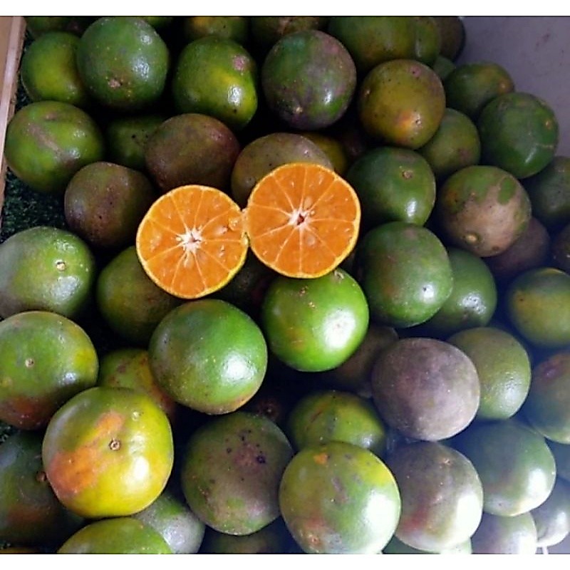 Buah jeruk Pontianak jeruk peras Pontianak