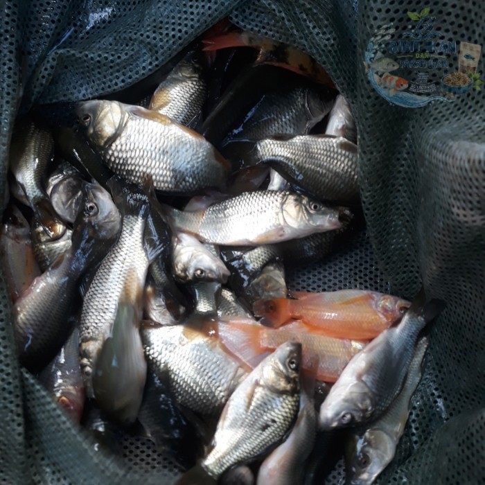 bibit/benih ikan mas uk 1/2jari per liter / bibit ikan di bandung