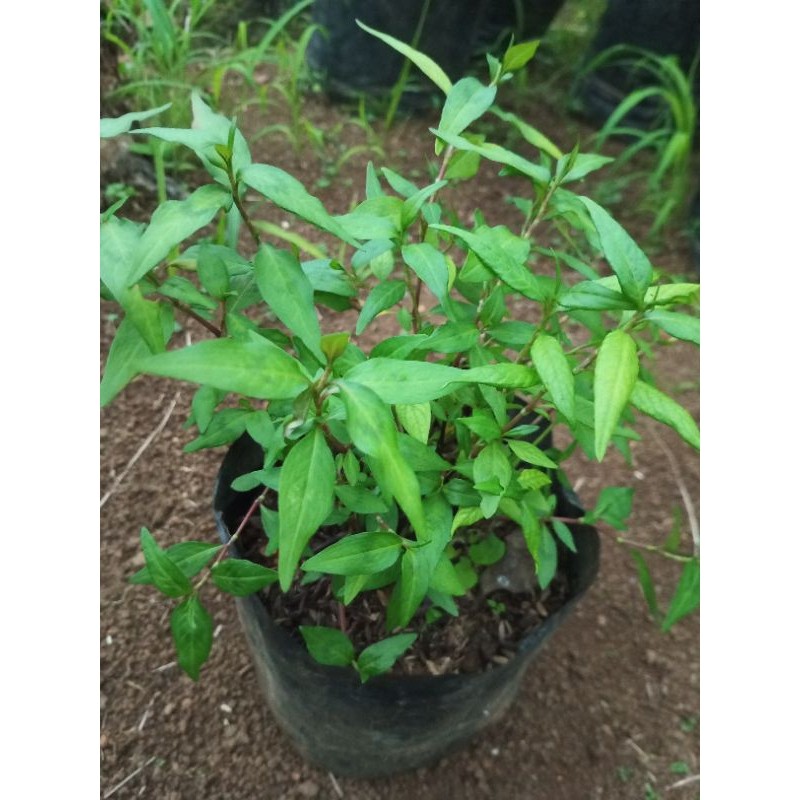 Bibit Tanaman Daun kesum/mint Vietnam/laksa