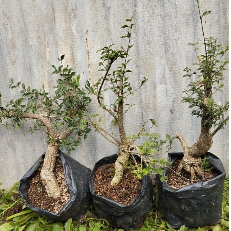 sakura mikro bonggol super