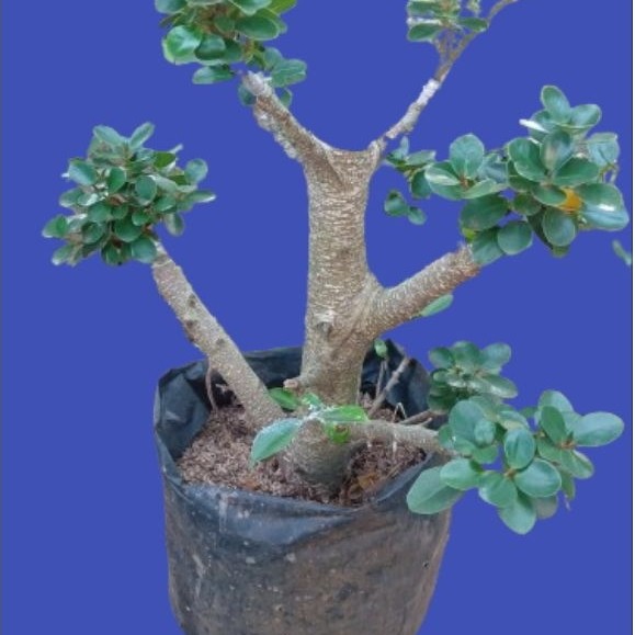 Paket hemat dengan kualitas terbaik bonsai kimeng dolar mikro