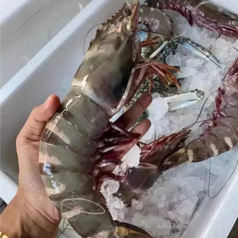 UDANG TIGER JUMBO UDANG LAUT UDANG LOREK
