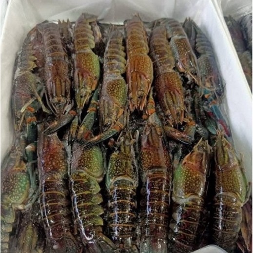 LOBSTER TAWAR 1KG FROZEN