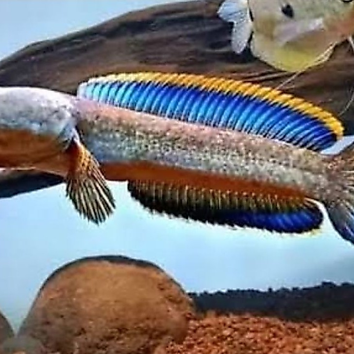 limbata. cb full pelet berkualitas 10-16cm