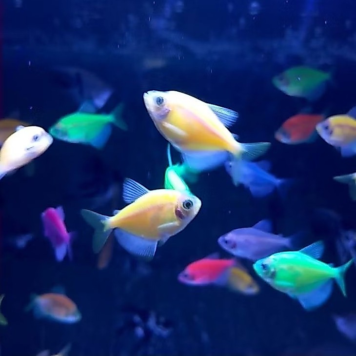 (Instan) Glofish Paket 10 Ekor Ikan Hias Aquarium