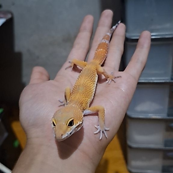 Leopard Gecko Male - SHTCTB Tomato Line - Usia Juve Jantan Sehat HG003