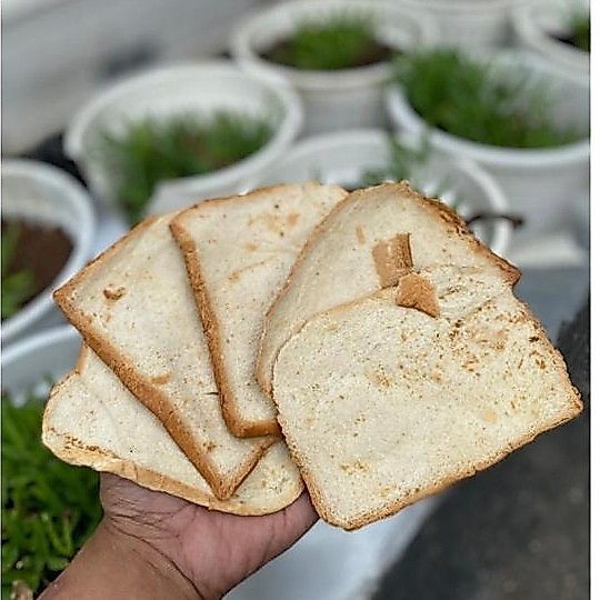 pakan ternak Pakan ternak Roti BS ayam unggas lele ikan jangkrik