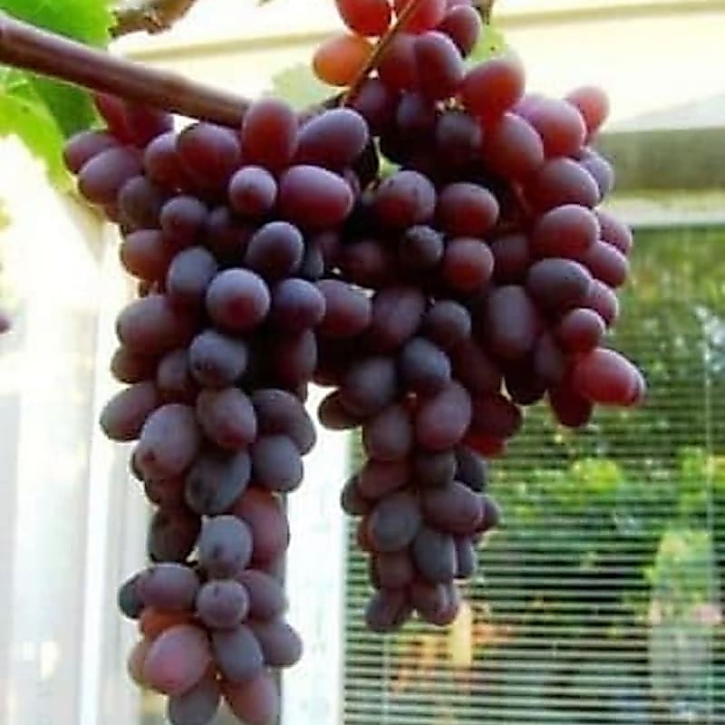 Bibit Anggur Jupiter Import grafting