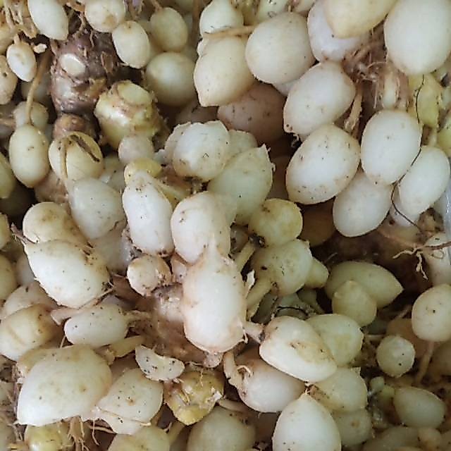 Kunyit putih segar/ endog  kunyit putih