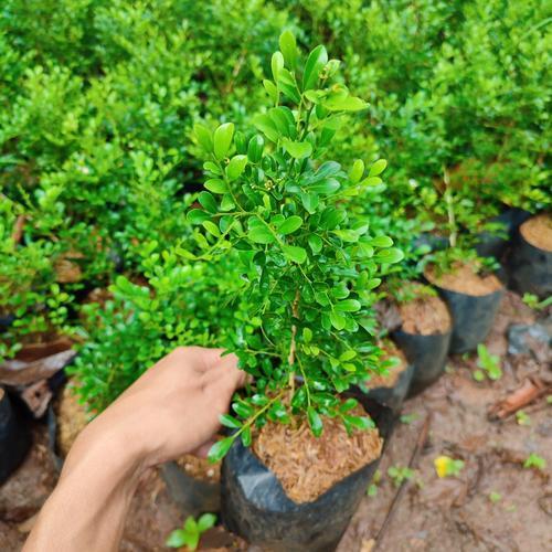 TANAMAN FULL MEDIA Tanaman Hias Bunga Kemuning Jepang - tanaman hidup - tanaman wangi - bahan bonsai