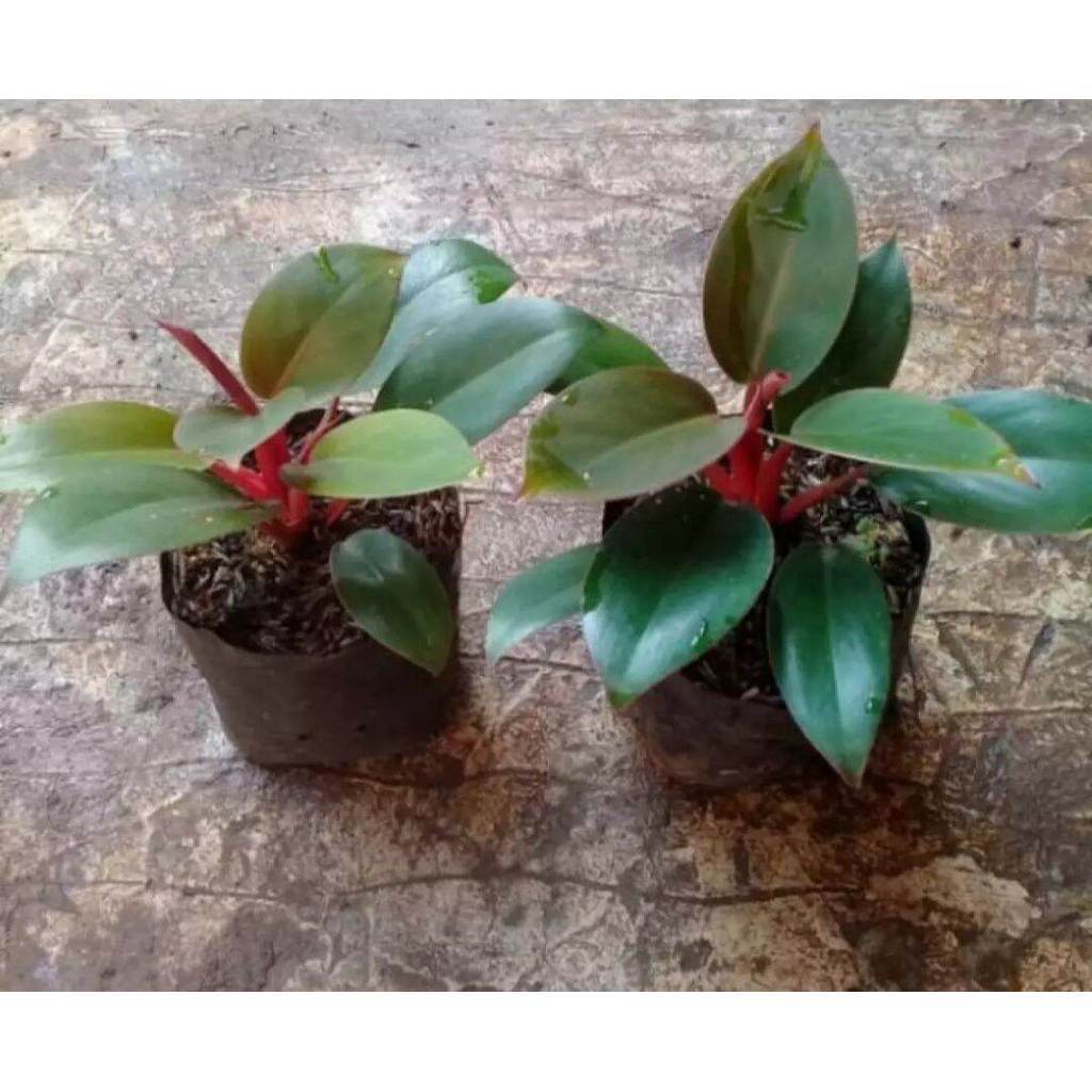 TANAMAN FULL MEDIA Philodendron Red Congo Rojo – Tanaman Indoor Pembersih Udara & Anti Polusi - Daun
