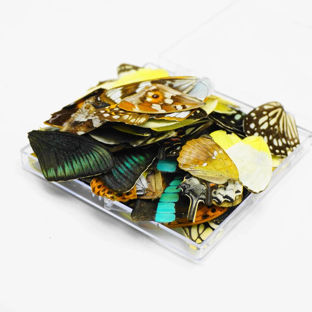 50Pcs Real Specimens Butterfly Wings DIY Handmade Accessories Jewelry Artwork Craft Happy ING