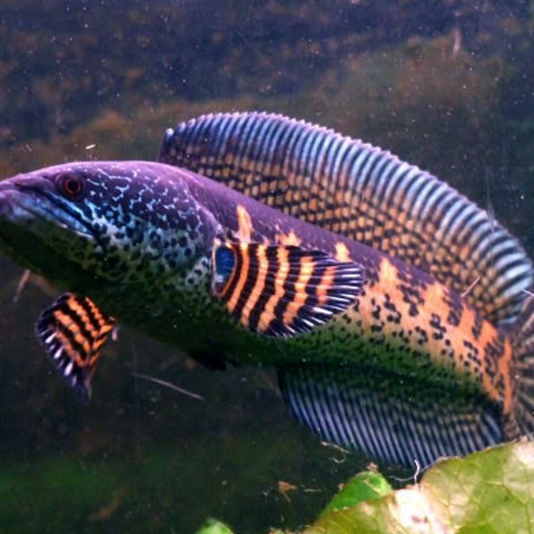 beby ikan chana auranti batik calon gondrong sz 3-4cm