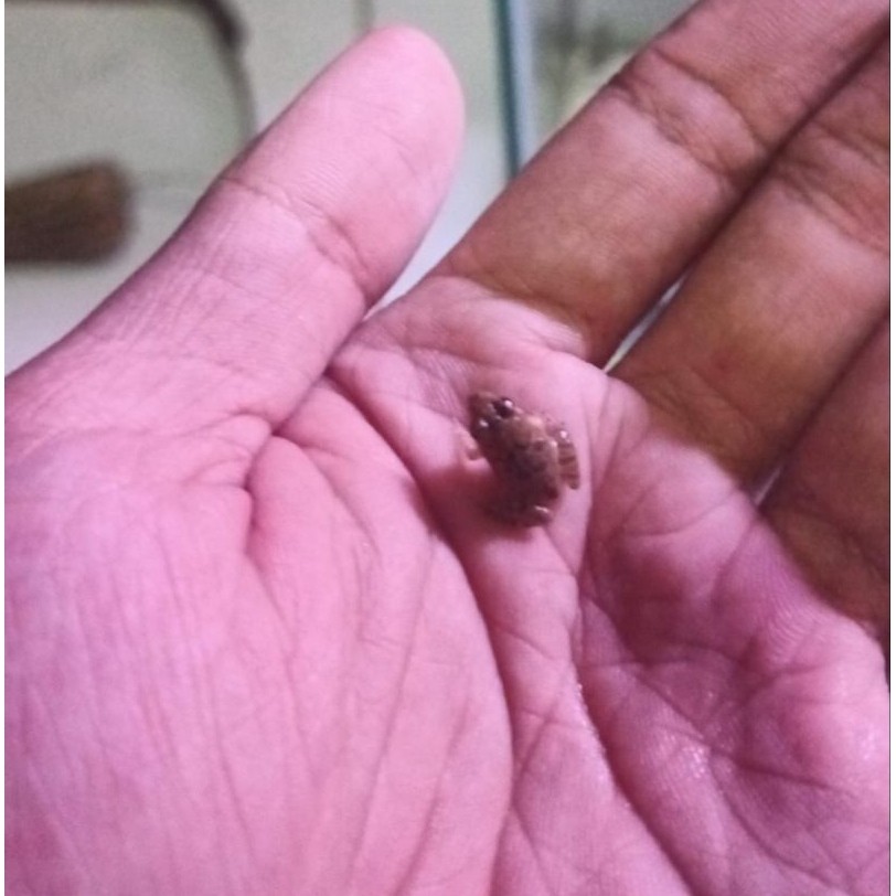 katak sawah hidup (fresh)