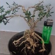 Bonsai Mame Boxus Tanaman Hias Mini Siap Pajang