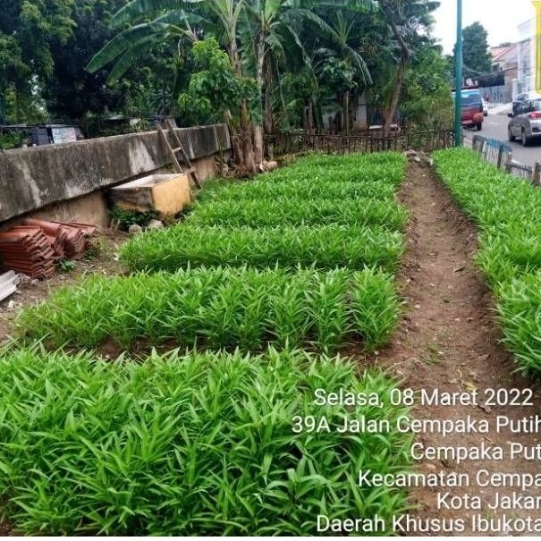 ReadyBenih kangkung Rajawali 1kg | bibit kangkung daun lebar rajawali 1 kg