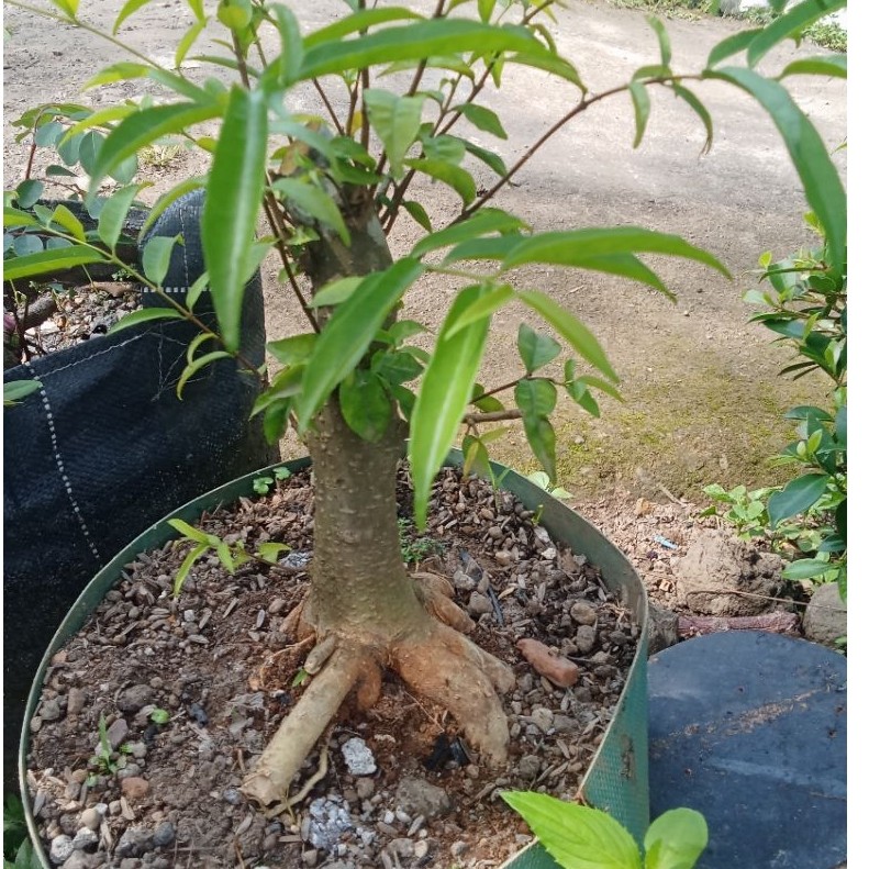 Bahan Bonsai Anting Putri - Anting Putri, Bonsai Anting Putri, Anput Bonsai