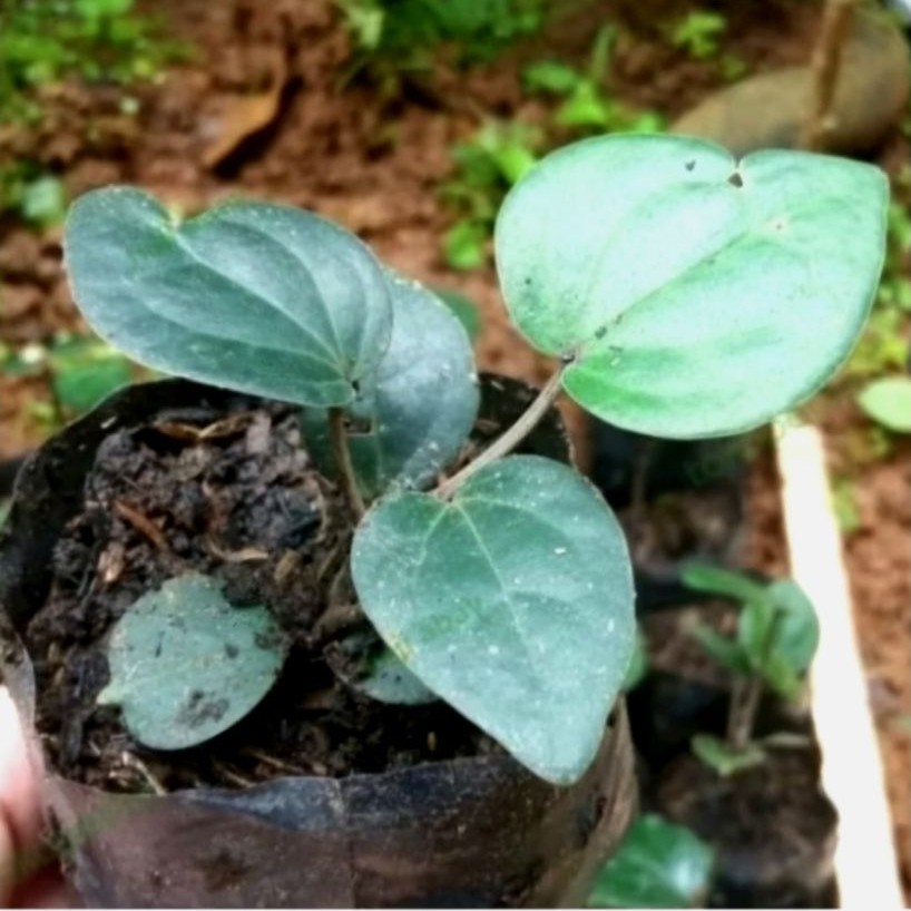 Bibit kemukus siap tanam Super unggul