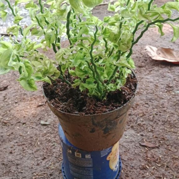 tanaman hias patah tulang keriting plus pot