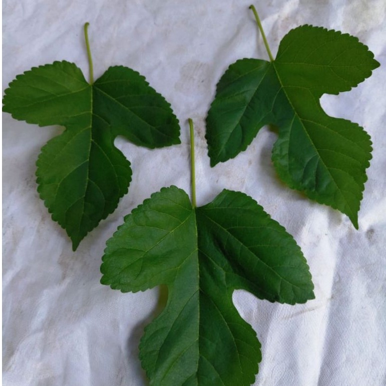 jual 3 lembar daun bungkus 3 jari