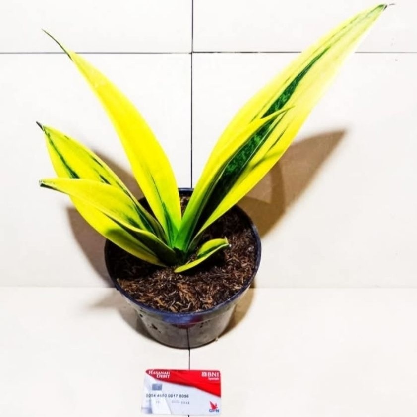 SENSIVERA GOLD FLAME