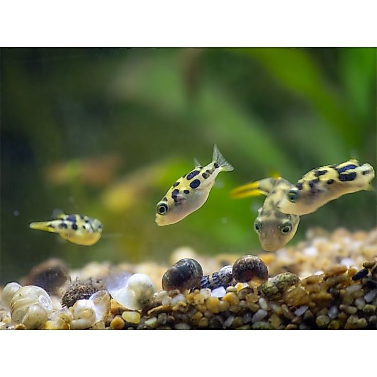 Ikan Hias Mini Puffer / Dwarf Pea Puffer / Pemakan Keong Hama / Ikan Hias Air Tawar / Ikan HIas Aqua