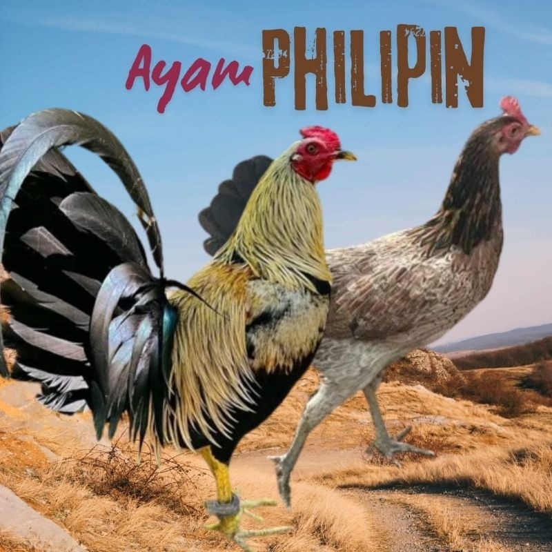 telur ayam philipin import  AK47 untuk di tetaskan