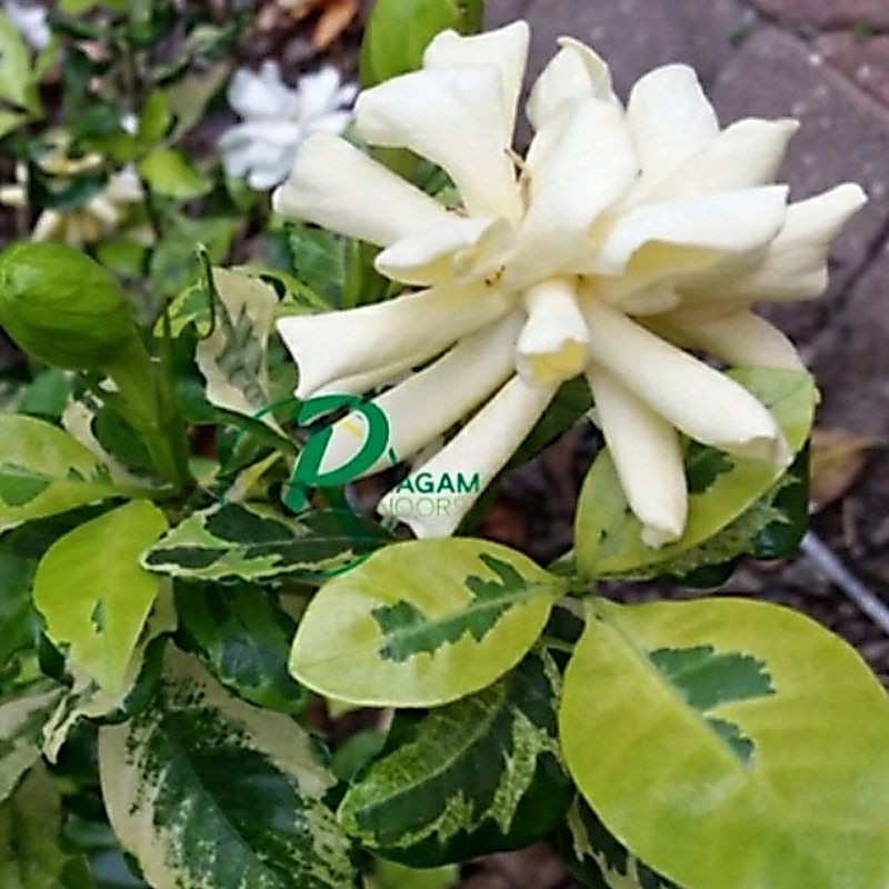 Tanaman Gardenia Golden Wangi